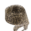 Wild & Stylish: Schnürsenkel im Animalprint